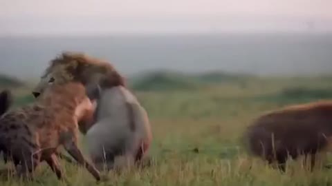 Lion Trapped by Clan of Hyenas | Dynasties |