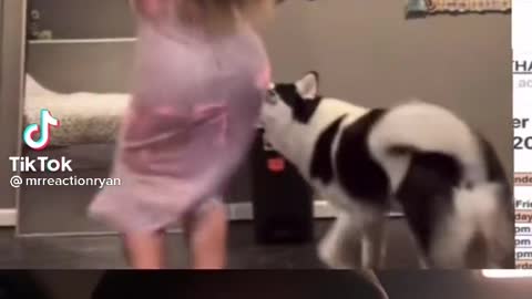 When your dog is tired of your tiktok video all the time