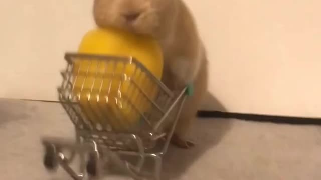 Should have got a bigger trolley
