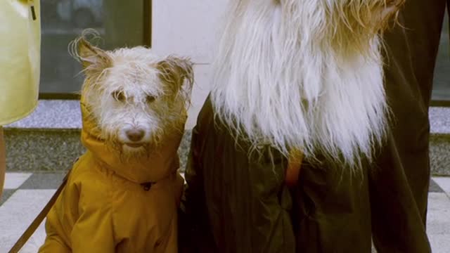 Two Dogs Sitting while Waiting