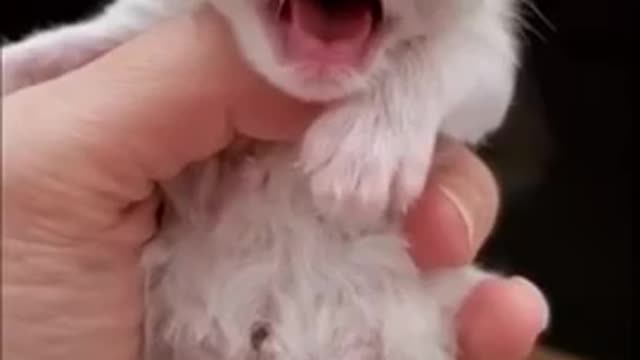 cute#animal#cuteanimal#dog#pomera nian#tdoglover#cutepomeranianvideos..