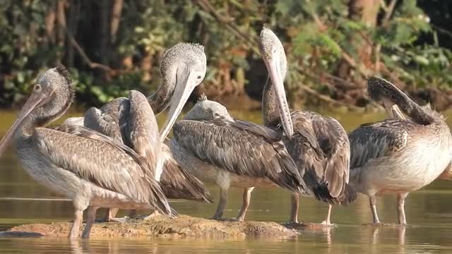 Tropical birds with long beak