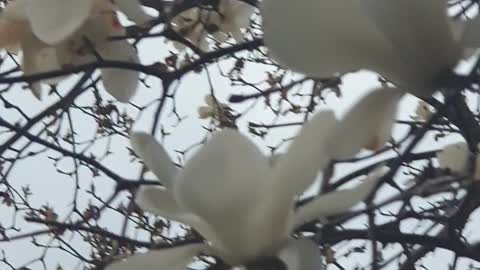 Magnolia flower~~