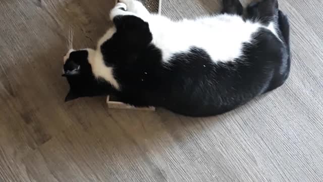 Kitty Can't Get Off The Floor After Catnip