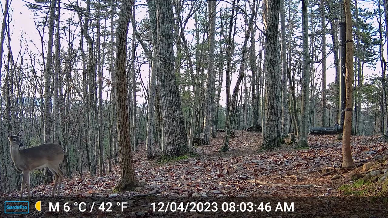 The Woods – 12/04/2023