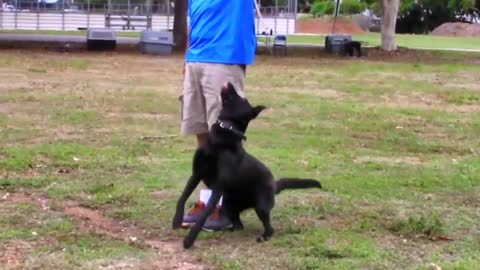 Behind the scenes footage at My Dog trainer's dog training academy!