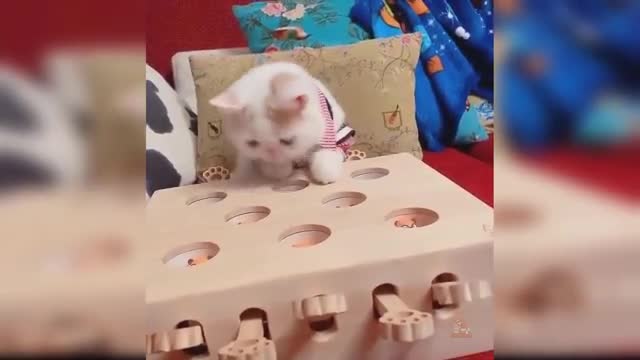 Baby Cats - Cute and Funny Cat Videos Compilation