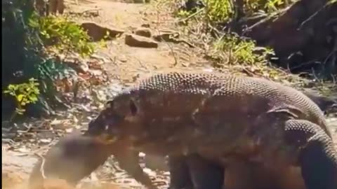 Komodo dragon attack on wild boars |Animals videos |Animals and Pets