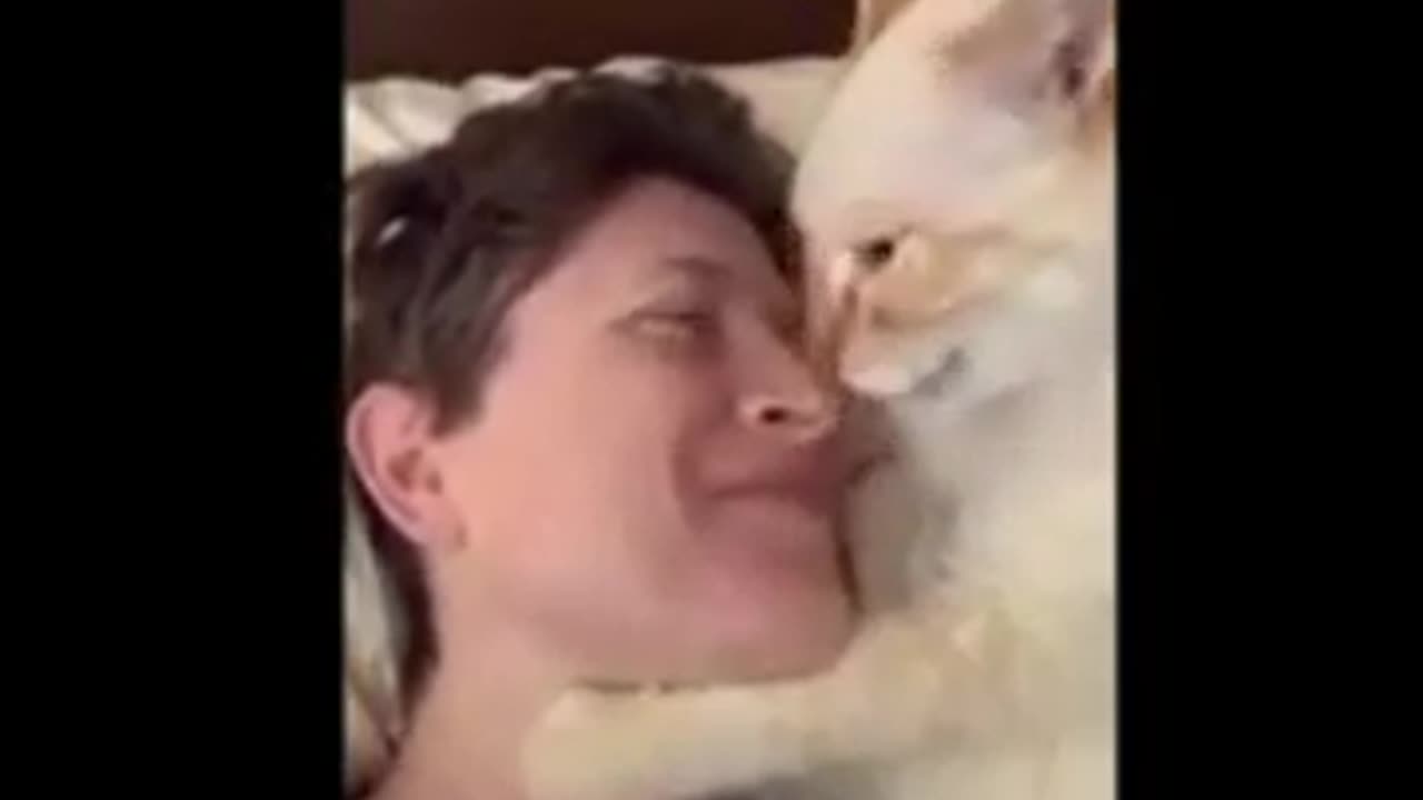 Cat funny video