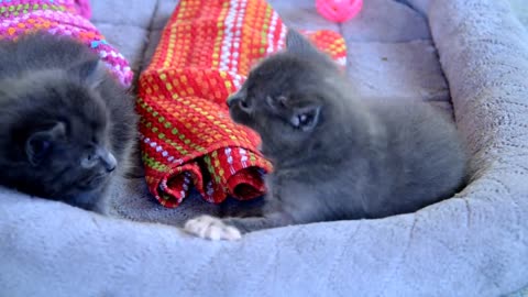 Two kittens have one last play before bedtime