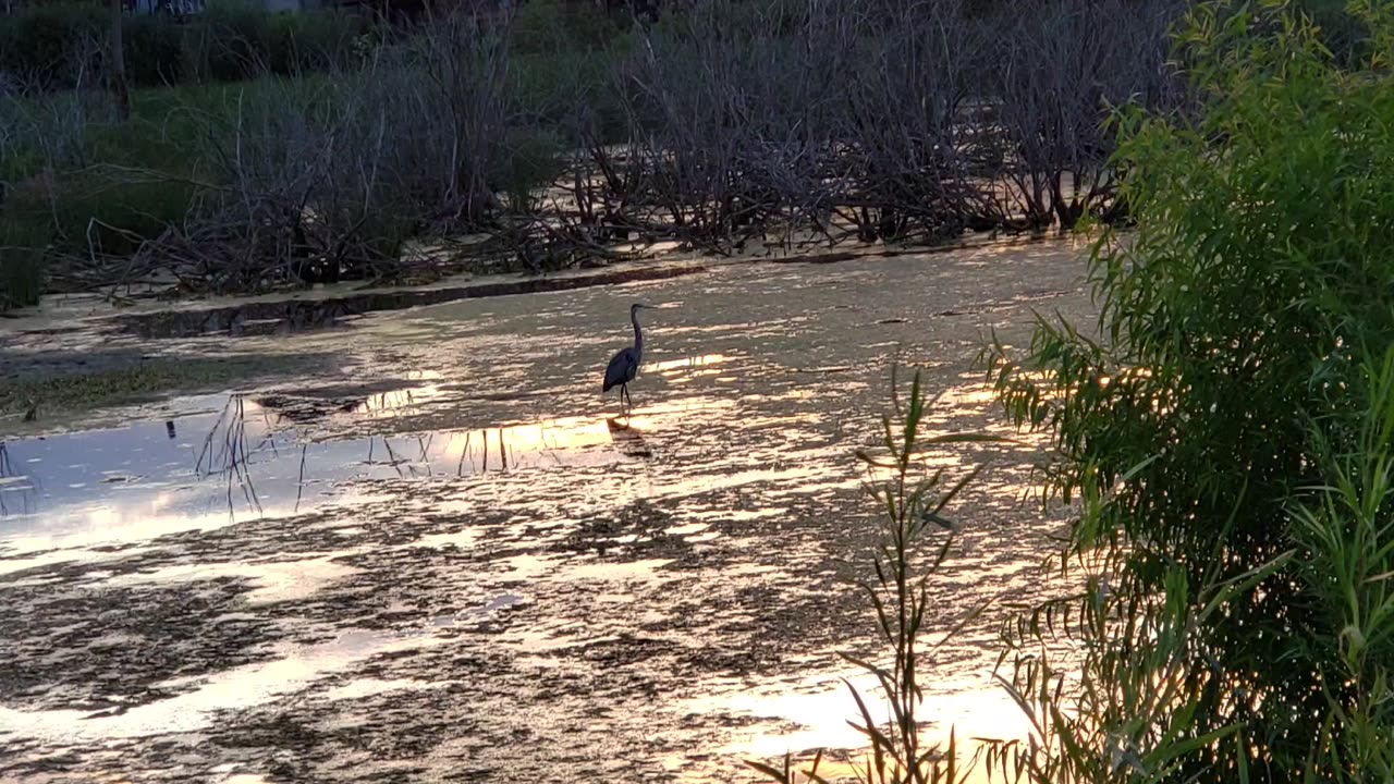 Great Blue Herons #birds