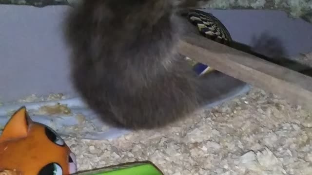Baby raccoon