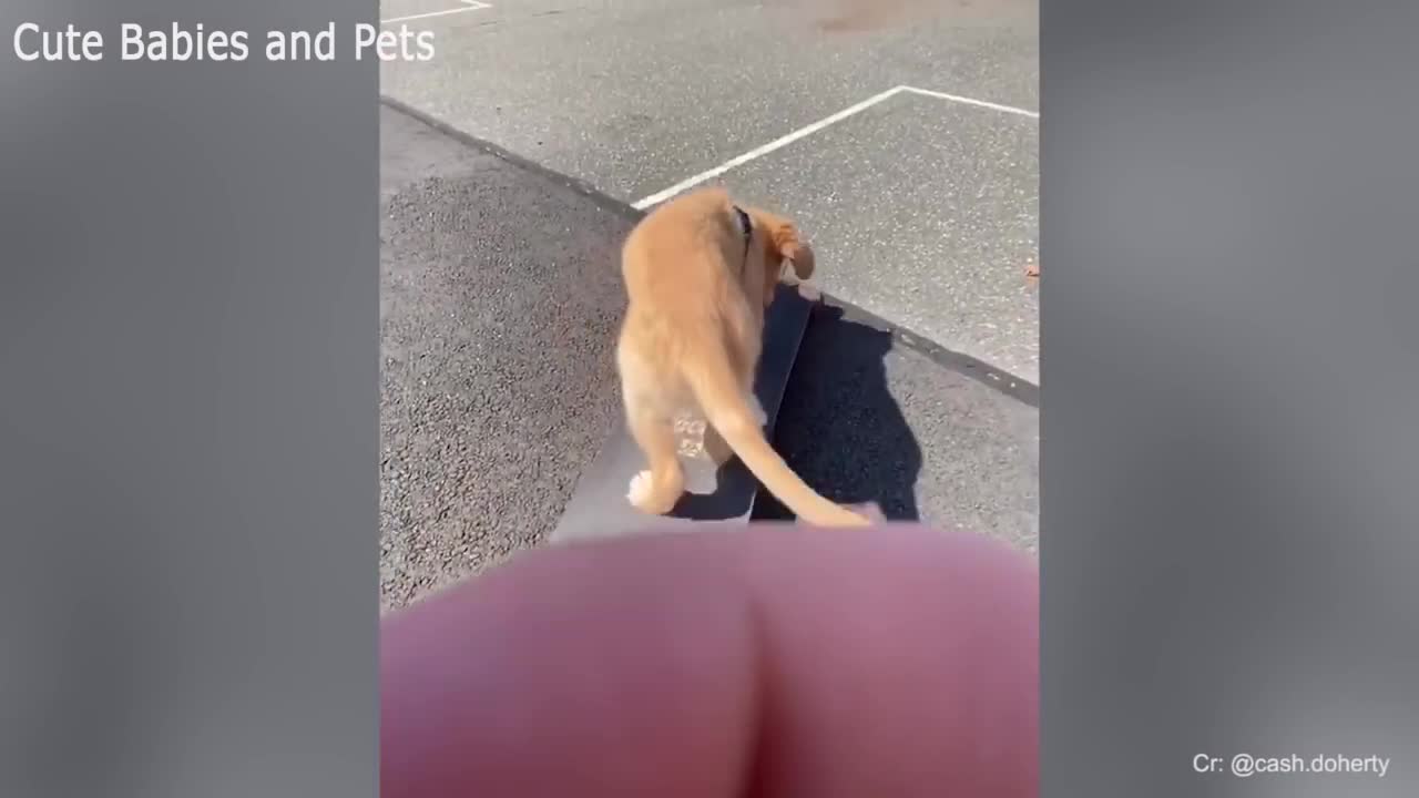 Cute & Funny Puppies Compilation #1