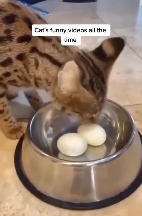 Cats and dogs _ cats meowing _ cats funny videos #shorts