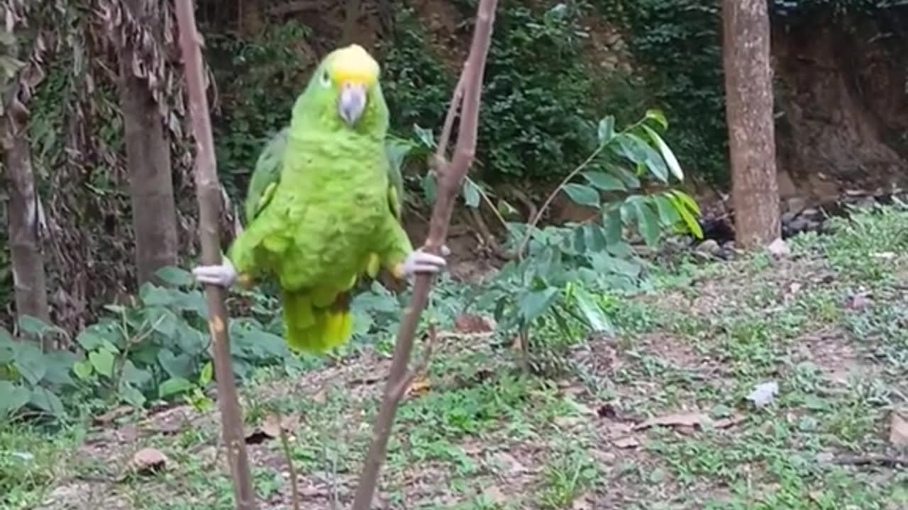 Chuck Norris parrot 🤣