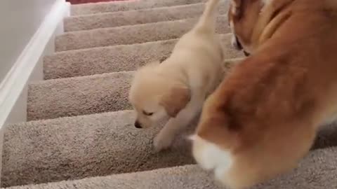 Dog Police