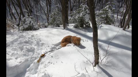 Retriever playing on the snowy mountain