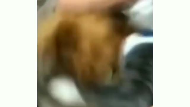 Boxing Cat vs Dog
