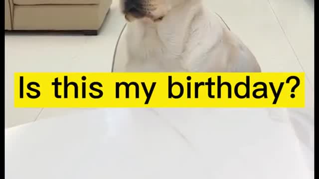 Happy Birthday Doggo!!!