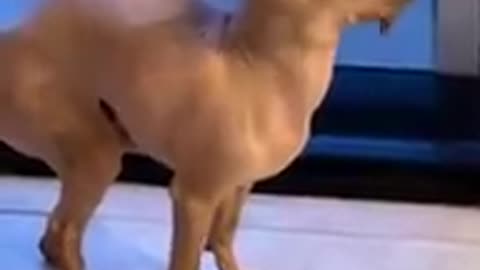 Ultimate Baby Dogs