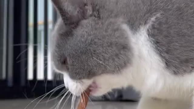 Cat Videos Cute Cats Funny #4