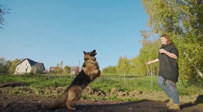 TOP 10 Most Deadliest Dog Breeds