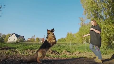 TOP 10 Most Deadliest Dog Breeds