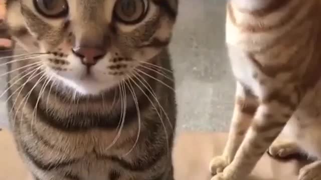 Heartbreaker Cat Gets Very Angry