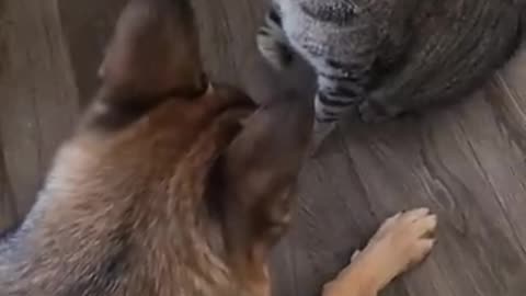 Hilarious Cat vs. Dog Showdown! 😂