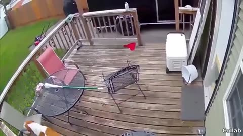 The Ultimate Cat Video Compilation: Best of the Decade!