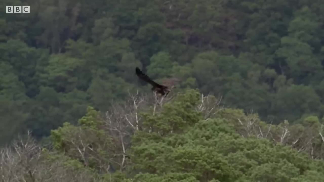 Young Eagle Flies for the First Time