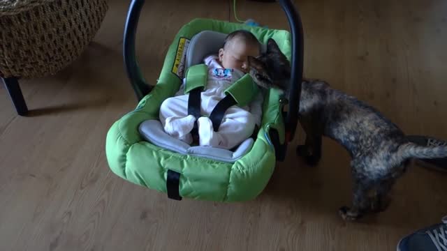 Cats Meeting Newborns for the FIRST Time