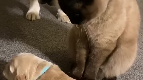 Cat comforts crying puppy while mom takes a break