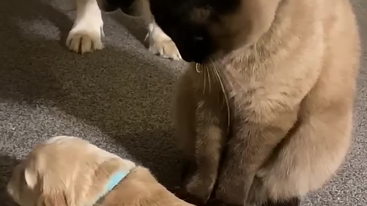 Cat comforts crying puppy while mom takes a break