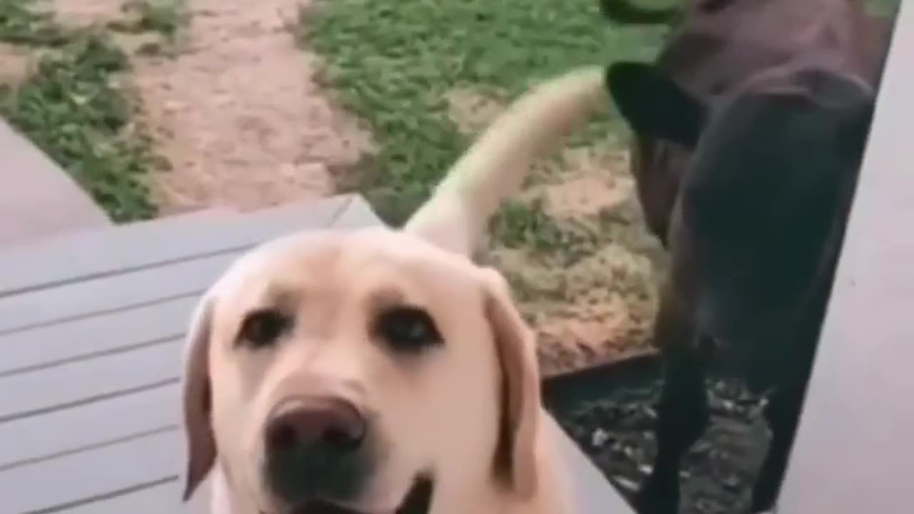 Funny Dog