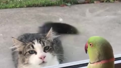 Parrot play with cat hide and seek