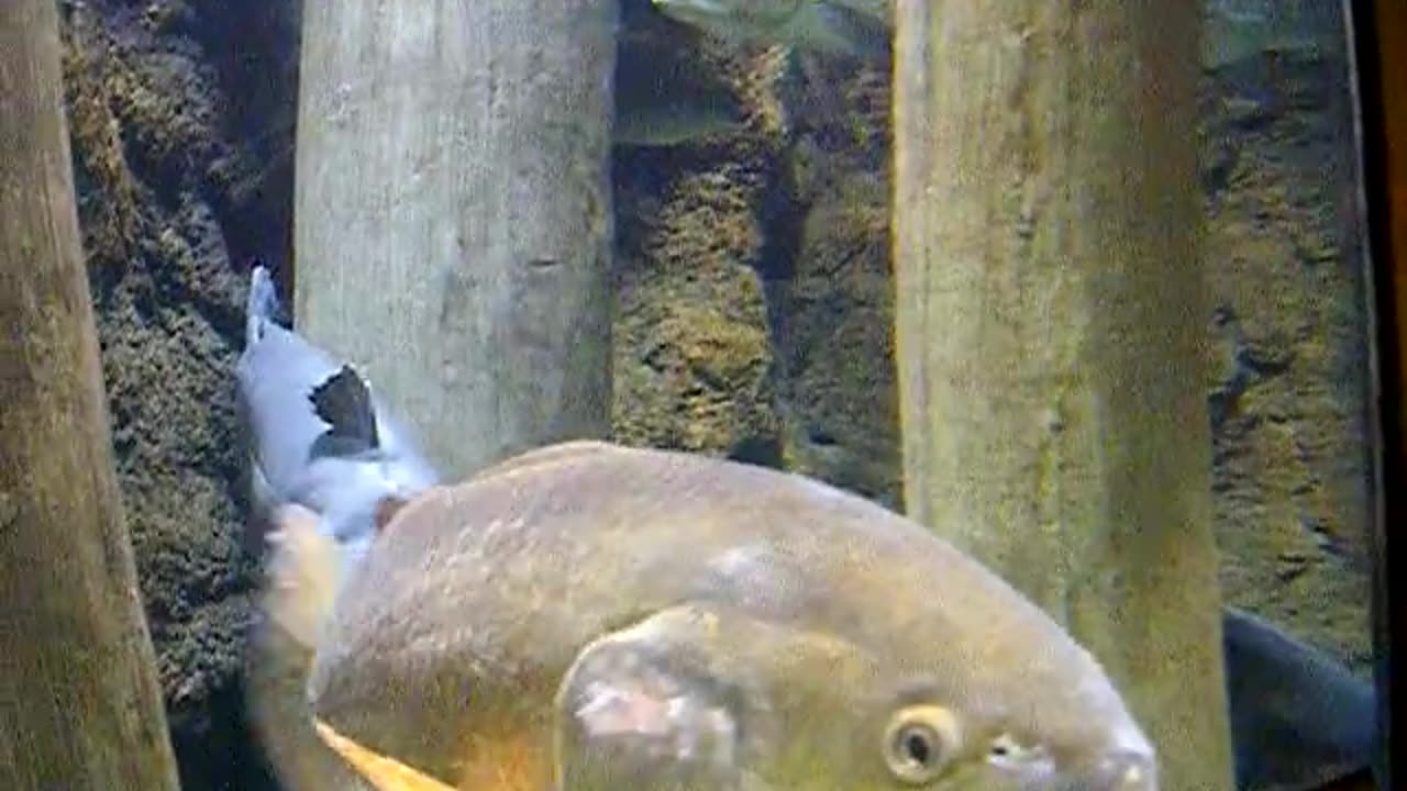 Cabela's Visit 1 - Aquarium