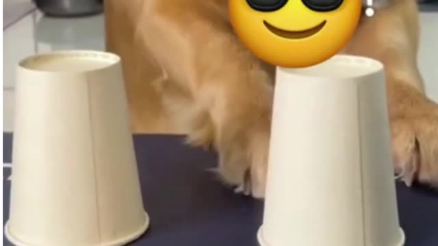 Funny dog video: I have laughed for 10minutes before I post it