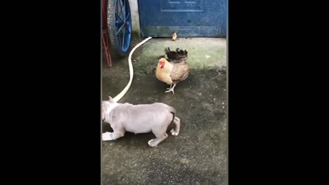 Chicken not amused by an approaching Dog