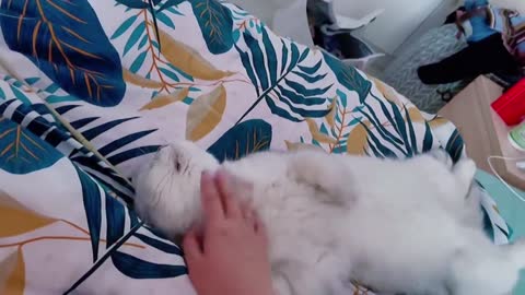 Cat is so cute, I can't help but pet it