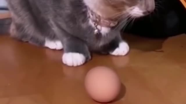 Funny videos