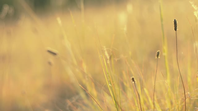 Wild Grass - for your video editing