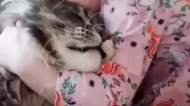 Cute Animals Funny Clips