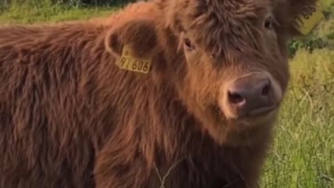 Cute 😍 fluffy Cow 🐄🐮