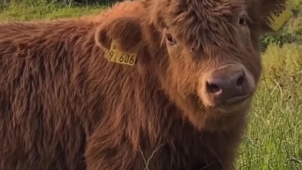 Cute 😍 fluffy Cow 🐄🐮