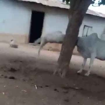 Sheep messed with the wrong cow