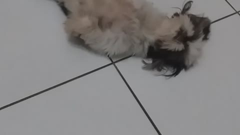 Shih Tzu Back Shimmy