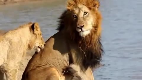 Male lion walks past your car.