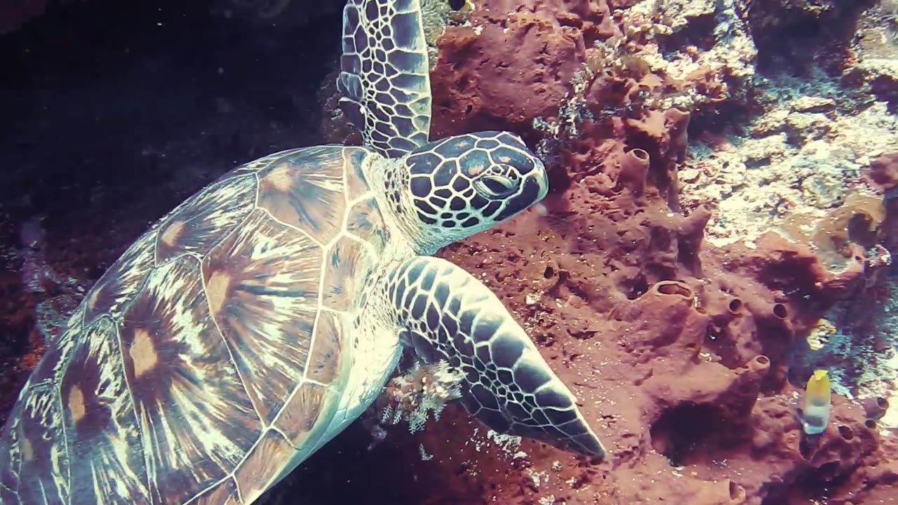 Beautiful scene of a sea turtle