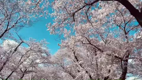 (cherry blossoms)